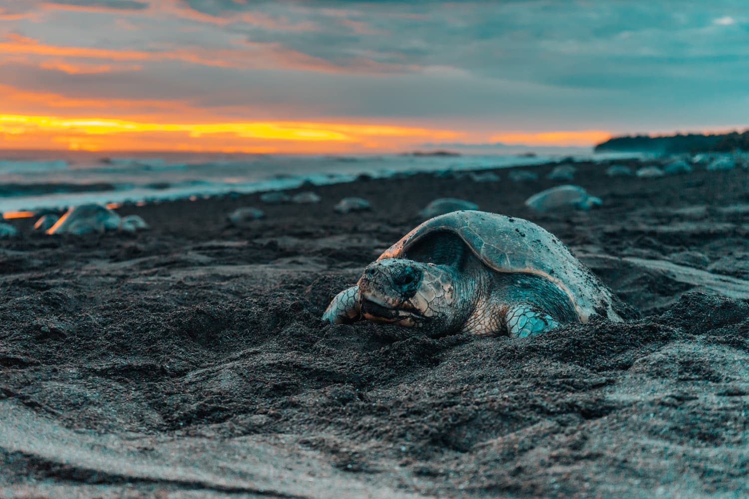 turtles-ostional-nosara-on-the-beach